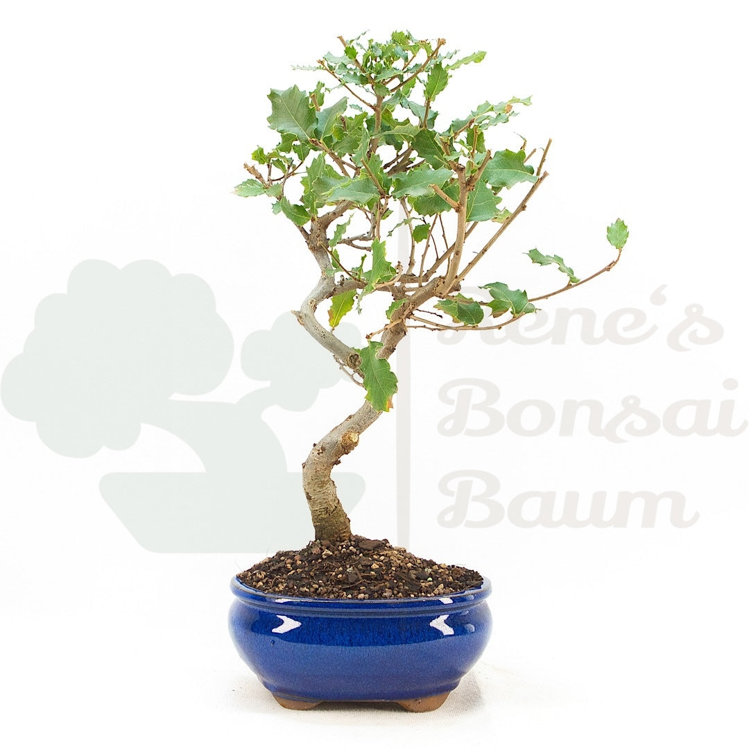 Portugiesische Eiche 'Quercus faginea'